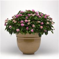 Bloomify™ Pink Lantana