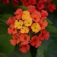 Bloomify™ Red Lantana