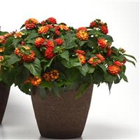 Bloomify™ Red Lantana