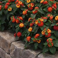 Bloomify™ Red Lantana