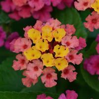 Bloomify™ Rose Lantana