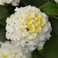 Bloomify™ White Lantana