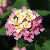 Landmark™ Rose Glow Lantana