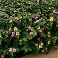 Landmark™ Rose Glow Lantana