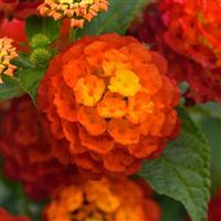 Landmark™ Red Improved Lantana