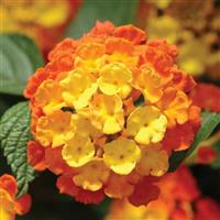 Landmark™ Citrus Lantana