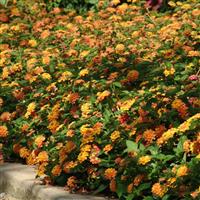 Landmark™ Citrus Lantana