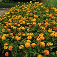 Landmark™ Citrus Lantana