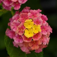 Landmark™ Sunrise Rose Lantana