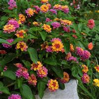 Landmark™ Sunrise Rose Lantana