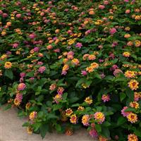 Landmark™ Sunrise Rose Lantana