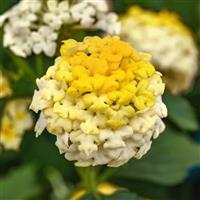 Landmark™ Lemon Glow Lantana