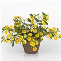 Landmark™ Lemon Glow Lantana