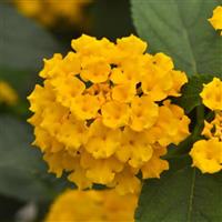 Landmark™ Gold Lantana