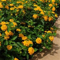 Landmark™ Gold Lantana