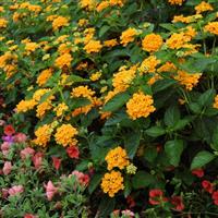 Landmark™ Gold Lantana