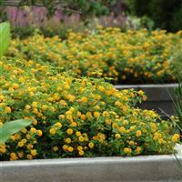 Landmark™ Gold Lantana