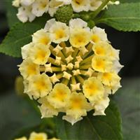 Landmark™ White Lantana