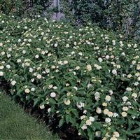 Landmark™ White Lantana