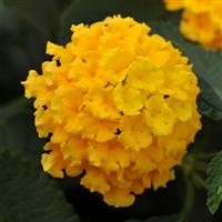 Landmark™ Yellow Lantana