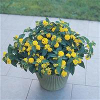 Landmark™ Yellow Lantana