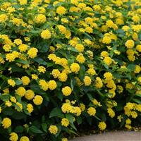 Landmark™ Yellow Lantana