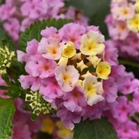 Little Lucky™ Lavender Lantana