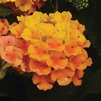 Little Lucky™ Orange Lantana