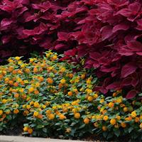 Little Lucky™ Orange Lantana