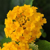 Little Lucky™ Pot Of Gold Lantana