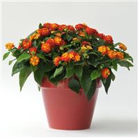 Little Lucky™ Red Lantana