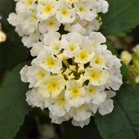 Little Lucky™ White Lantana