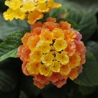 Little Lucky™ Peach Glow Lantana