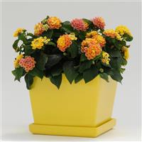 Little Lucky™ Peach Glow Lantana