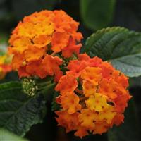 Lucky™ Flame Lantana