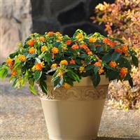 Lucky™ Flame Lantana