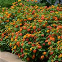 Lucky™ Flame Lantana