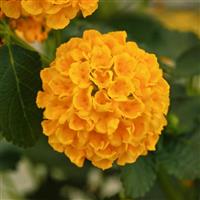 Lucky™ Gold Lantana