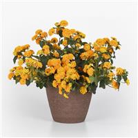 Lucky™ Gold Lantana