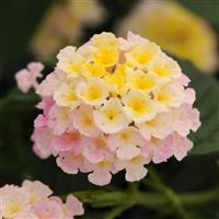 Lucky™ Lavender Lantana