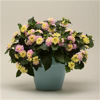 Lucky™ Lavender Lantana