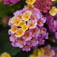 Lucky™ Pink Lantana