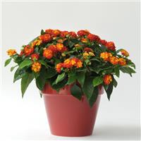 Lucky™ Red Lantana