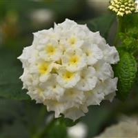 Lucky™ White Lantana