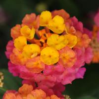 Lucky™ Sunrise Rose Lantana