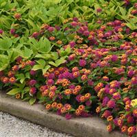 Lucky™ Sunrise Rose Lantana