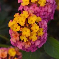 PassionFruit Lantana