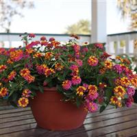 PassionFruit Lantana