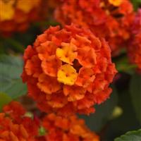 Shamrock™ Orange Flame Lantana