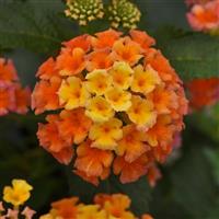 Shamrock™ Peach Lantana